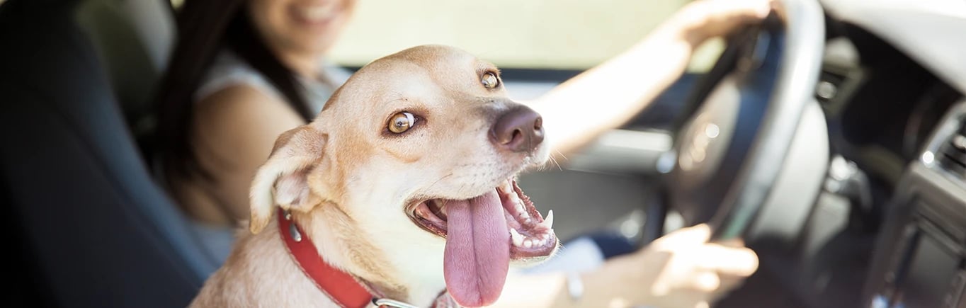 Consejos para viajar en coche con perro - Mis Mascotas - MisMascotas
