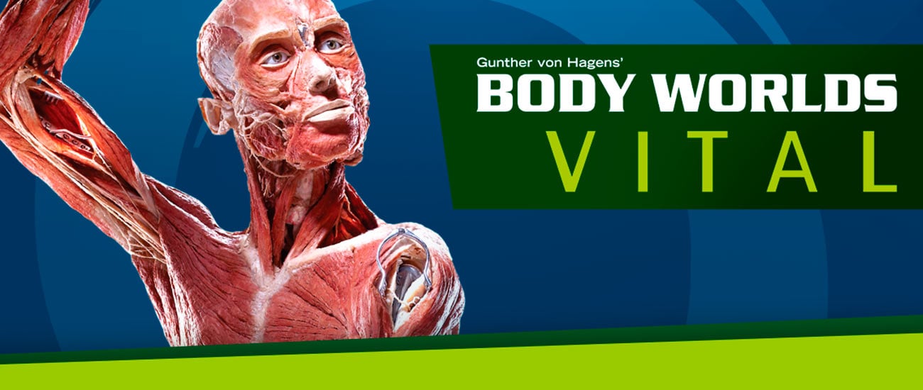 Body Worlds - Banco Industrial Body Worlds - Banco Industrial