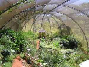 mariposario de jocotenango.jpg